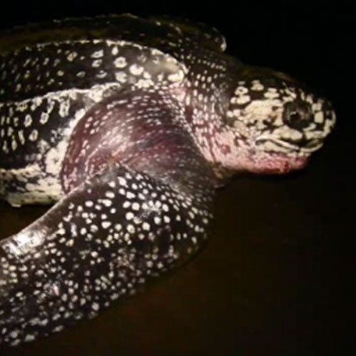 Lauth turtle
